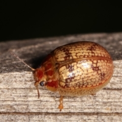 Paropsisterna laesa species complex at Melba, ACT - 11 Jan 2021 10:13 PM