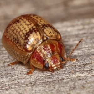 Paropsisterna laesa species complex at Melba, ACT - 11 Jan 2021