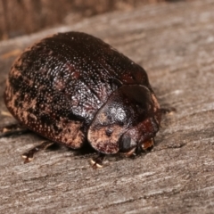 Trachymela sp. (genus) (Brown button beetle) at Melba, ACT - 11 Jan 2021 by kasiaaus