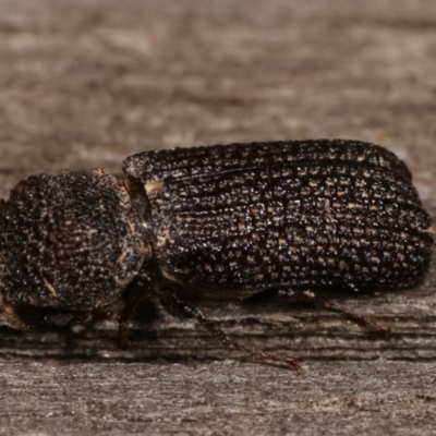 Bostrychopsis jesuita (Auger beetle) at Melba, ACT - 11 Jan 2021 by kasiaaus