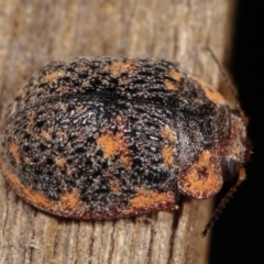 Trachymela sp. (genus) (Brown button beetle) at Melba, ACT - 11 Jan 2021 by kasiaaus