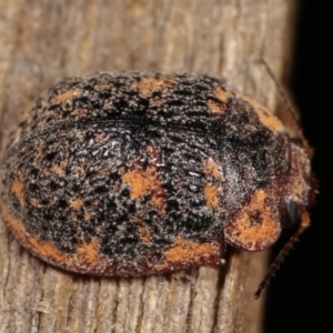 Trachymela sp. (genus) at Melba, ACT - 11 Jan 2021