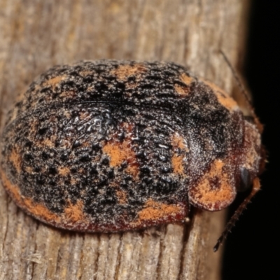 Trachymela sp. (genus) (Brown button beetle) at Melba, ACT - 11 Jan 2021 by kasiaaus