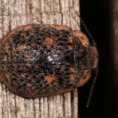 Trachymela sp. (genus) at Melba, ACT - 11 Jan 2021