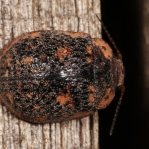 Trachymela sp. (genus) at Melba, ACT - 11 Jan 2021