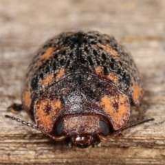 Trachymela sp. (genus) at Melba, ACT - 11 Jan 2021