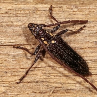 Strongylurus ceresioides (Longhorn beetle) at Melba, ACT - 11 Jan 2021 by kasiaaus