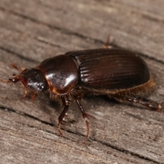 Unidentified Scarab beetle (Scarabaeidae) (TBC) at Melba, ACT - 11 Jan 2021 by kasiaaus