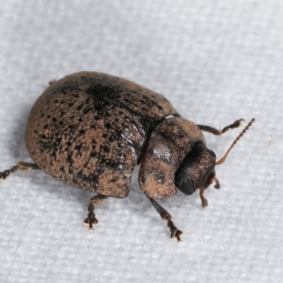 Trachymela sp. (genus) (Brown button beetle) at Melba, ACT - 11 Jan 2021 by kasiaaus