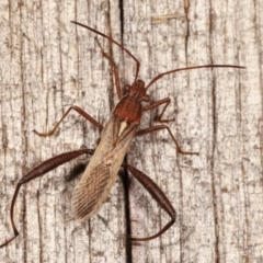 Melanacanthus scutellaris (Small brown bean bug) at Melba, ACT - 11 Jan 2021 by kasiaaus