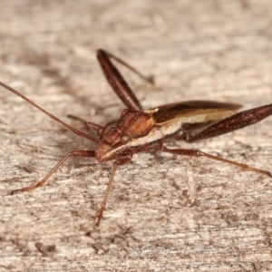 Melanacanthus scutellaris at Melba, ACT - 11 Jan 2021