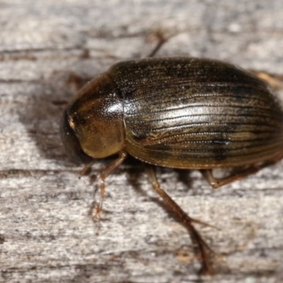 Berosus sp. (genus) (Berosus sp. (genus)) at Melba, ACT - 11 Jan 2021 by kasiaaus