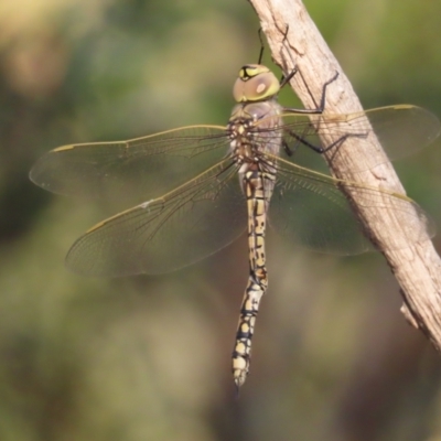 Anax papuensis (Australian Emperor) at Red Hill Nature Reserve - 13 Jan 2021 by roymcd