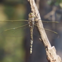 Anax papuensis at Symonston, ACT - 13 Jan 2021