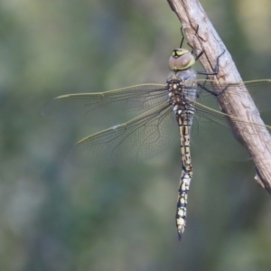 Anax papuensis at Symonston, ACT - 13 Jan 2021