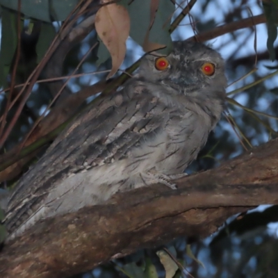 Podargus strigoides (Tawny Frogmouth) at Garran, ACT - 13 Jan 2021 by roymcd