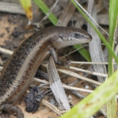 Carlia tetradactyla (Southern Rainbow Skink) at Wodonga - 15 Oct 2020 by LizetteSalmon