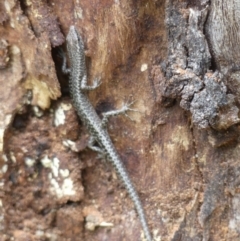 Cryptoblepharus pannosus (Ragged Snake-eyed Skink) at Albury - 15 Aug 2020 by LizetteSalmon