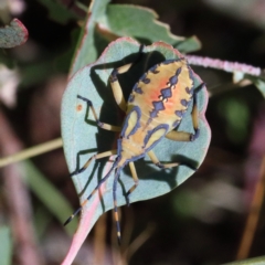 Amorbus (genus) (Eucalyptus Tip bug) at O'Connor, ACT - 18 Jan 2021 by ConBoekel