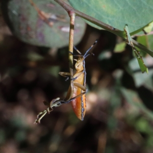 Amorbus sp. (genus) at O'Connor, ACT - 18 Jan 2021