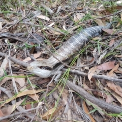 Tiliqua scincoides scincoides (Eastern Blue-tongue) at Penrose, NSW - 14 Jan 2021 by Aussiegall