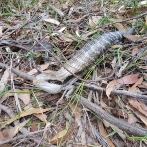 Tiliqua scincoides scincoides at Penrose - 14 Jan 2021