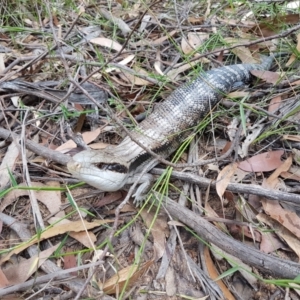 Tiliqua scincoides scincoides at Penrose - 14 Jan 2021 02:15 PM
