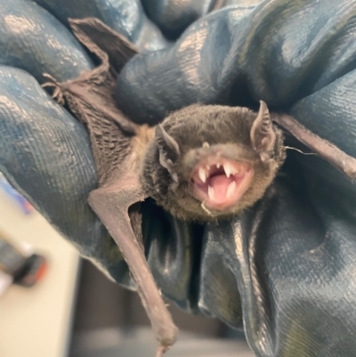 Chalinolobus gouldii (Gould's Wattled Bat) at Pialligo, ACT - 19 Jan 2021 by Ghostbat