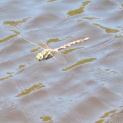 Adversaeschna brevistyla (Blue-spotted Hawker) at Tidbinbilla Nature Reserve - 17 Jan 2021 by Christine