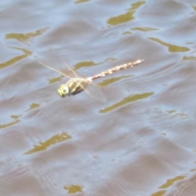Adversaeschna brevistyla (Blue-spotted Hawker) at Paddys River, ACT - 17 Jan 2021 by Christine
