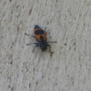 Nascioides parryi at Paddys River, ACT - 17 Jan 2021