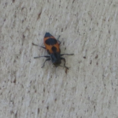 Nascioides parryi (A jewel beetle) at Tidbinbilla Nature Reserve - 17 Jan 2021 by Christine