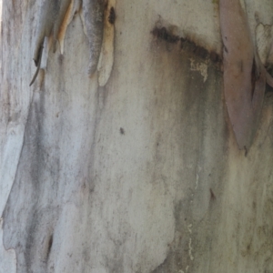 Nascioides parryi at Paddys River, ACT - 17 Jan 2021