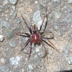 Habronestes sp. (genus) (An ant-eating spider) at Paddys River, ACT - 17 Jan 2021 by Christine