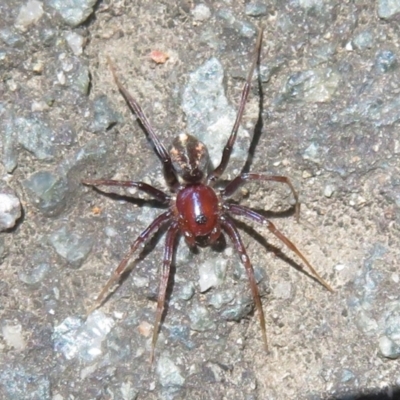 Habronestes sp. (genus) (An ant-eating spider) at Paddys River, ACT - 17 Jan 2021 by Christine