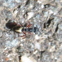 Dolichoderus scabridus (Dolly ant) at Tidbinbilla Nature Reserve - 17 Jan 2021 by Christine
