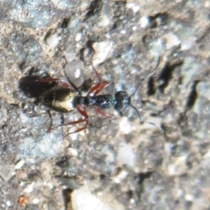 Dolichoderus scabridus at Paddys River, ACT - 17 Jan 2021