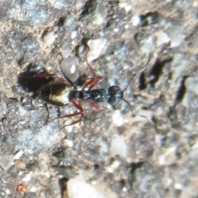 Dolichoderus scabridus (Dolly ant) at Paddys River, ACT - 17 Jan 2021 by Christine