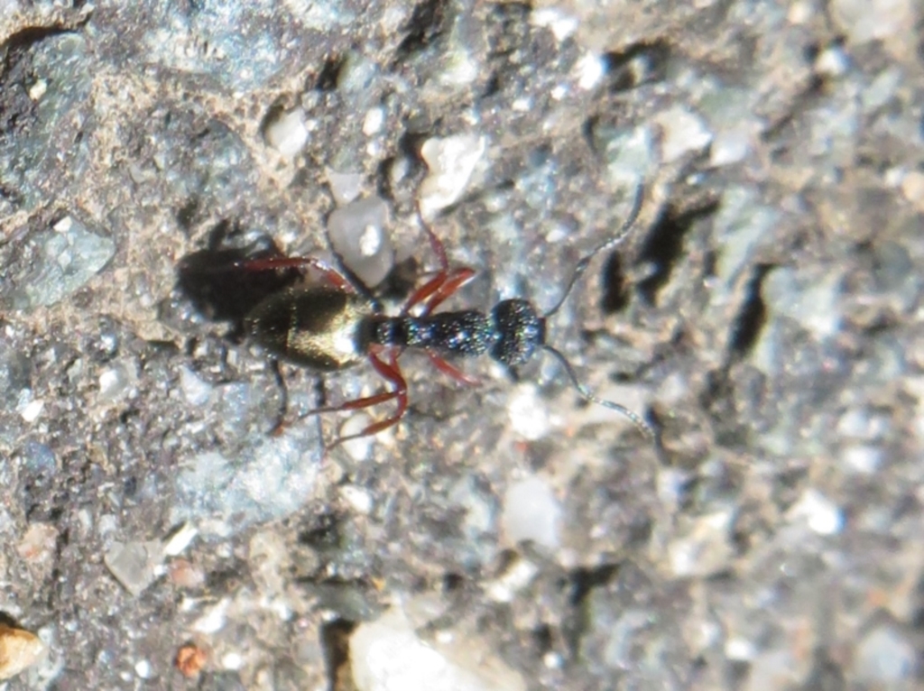 Dolichoderus scabridus at Paddys River, ACT - 17 Jan 2021