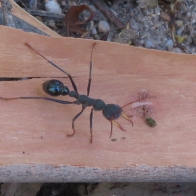 Myrmecia tarsata (Bull ant or Bulldog ant) at Tidbinbilla Nature Reserve - 17 Jan 2021 by Christine