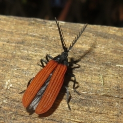 Porrostoma rhipidium (Long-nosed Lycid (Net-winged) beetle) at Paddys River, ACT - 17 Jan 2021 by Christine