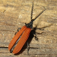 Porrostoma rhipidium at Paddys River, ACT - 17 Jan 2021