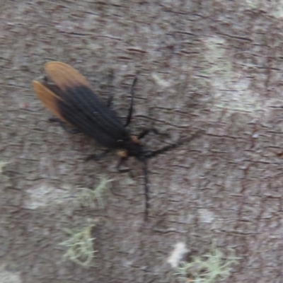 Lycidae (family) (Net-winged beetle) at Paddys River, ACT - 17 Jan 2021 by Christine