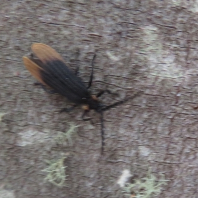 Lycidae sp. (family) (Net-winged beetle) at Paddys River, ACT - 17 Jan 2021 by Christine