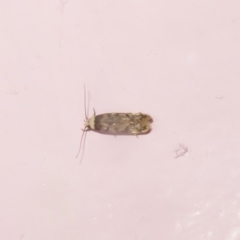 Endrosis sarcitrella (White-shouldered House Moth) at Flynn, ACT - 16 Jan 2021 by Christine