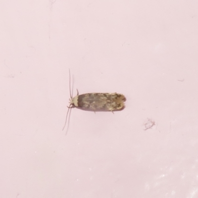 Endrosis sarcitrella (White-shouldered House Moth) at Flynn, ACT - 16 Jan 2021 by Christine