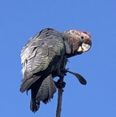 Callocephalon fimbriatum (Gang-gang Cockatoo) at Burra, NSW - 20 Jan 2021 by SusanStone