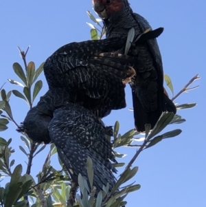 Callocephalon fimbriatum at Burra, NSW - 20 Jan 2021