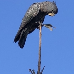 Callocephalon fimbriatum at Burra, NSW - suppressed