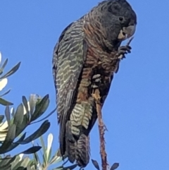 Callocephalon fimbriatum at Burra, NSW - 20 Jan 2021